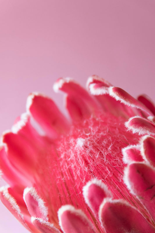 a close up of a pink flower on a pink background