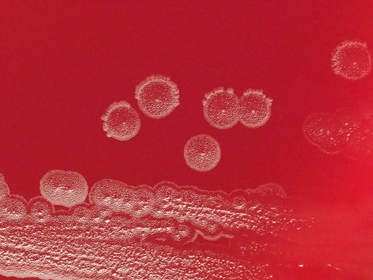 a close up of a red background with white circles