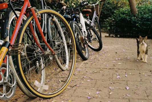 a cat standing next to a row of parked bicycles
